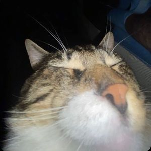 Meet your Posher, Ryley